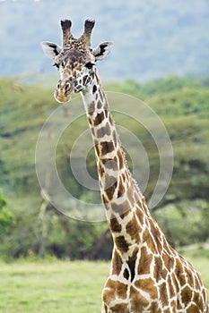 A Rothschild Giraffe in Masai Mara National Park in Kenya