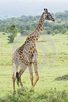 A Rothschild Giraffe in Masai Mara National Park in Kenya