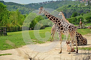 Rothschild giraffe at the zoo in Prague