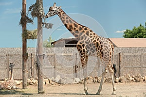 Rothschild giraffes at enclosure in zoo