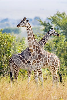 Rothschild Giraffes (Giraffa camelopardalis)