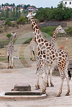 Rothschild giraffes (Giraffa camelopardalis rothschildi) in the