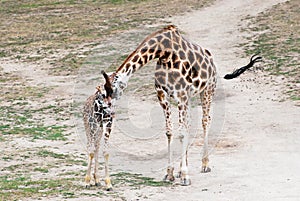 Rothschild giraffes (Giraffa camelopardalis rothschildi)