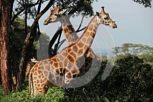 Rothschild giraffes at the Giraffe Centre in Nairobi, Kenya