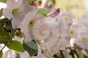 Rothschild hybrid Rhododendron Naomi Stella Maris, creamy-white flowers