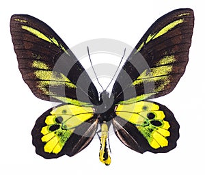 Rothschild`s birdwing tropical butterfly isolated