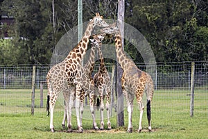 Rothschild`s Giraffe