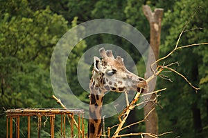 Rothschilds giraffe (also known as Baringo giraffe or Ugandan g photo