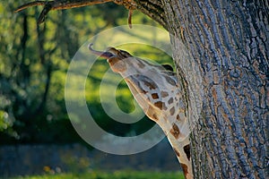 Rothschild`s giraffe, animal, cute, head