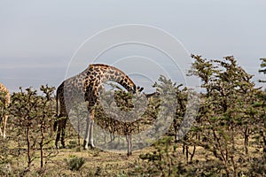 A Rothschild's giraffe eating leafs