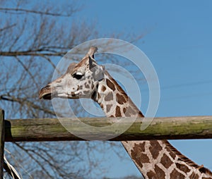 Rothschild`s giraffe Giraffa camelopardalis camelopardalis at Chester Zoo, Cheshire.