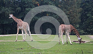 Rothschild`s giraffe, Giraffa camelopardalis rothschildi