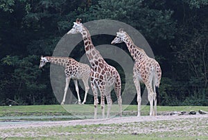 Rothschild`s giraffe, Giraffa camelopardalis rothschildi