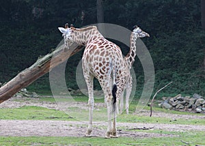 Rothschild`s giraffe, Giraffa camelopardalis rothschildi