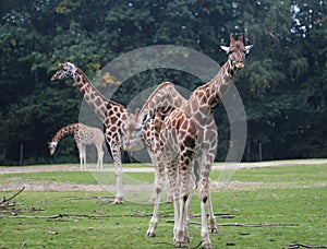 Rothschild`s giraffe, Giraffa camelopardalis rothschildi