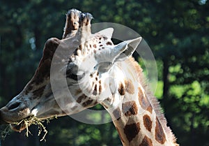 Rothschild`s giraffe, Giraffa camelopardalis rothschildi