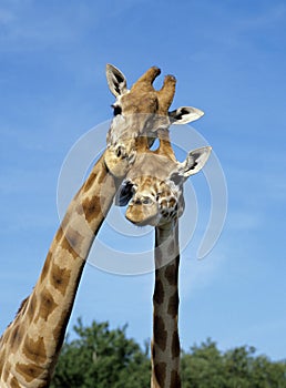 Rothschild`s Giraffe, giraffa camelopardalis rothschildi