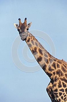 Rothschild`s Giraffe, giraffa camelopardalis rothschildi