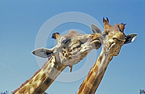 Rothschild`s Giraffe, giraffa camelopardalis rothschildi