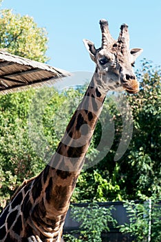 Rothschild's giraffe (Giraffa camelopardalis rothschildi)