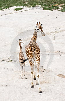 Rothschild's giraffe (Giraffa camelopardalis rothschildi)