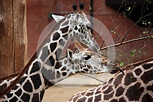 Rothschild's giraffe (Giraffa camelopardalis rothschildi).