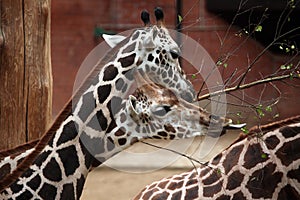Rothschild's giraffe (Giraffa camelopardalis rothschildi).