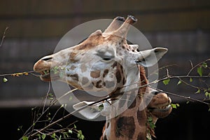 Rothschild's giraffe (Giraffa camelopardalis rothschildi).