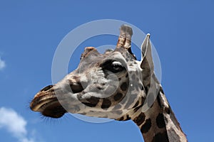 Rothschild's giraffe (Giraffa camelopardalis rothschildi).