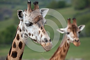 Rothschild's giraffe (Giraffa camelopardalis rothschildi).