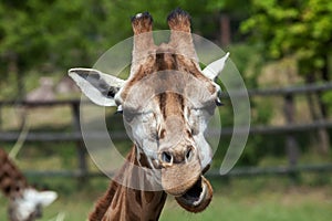 Rothschild's giraffe (Giraffa camelopardalis rothschildi).