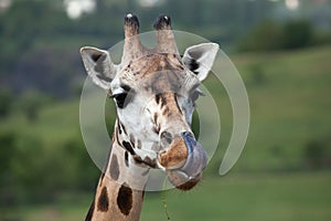 Rothschild's giraffe (Giraffa camelopardalis rothschildi).