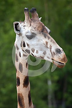 Rothschild's giraffe (Giraffa camelopardalis rothschildi).