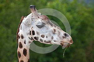 Rothschild's giraffe (Giraffa camelopardalis rothschildi).