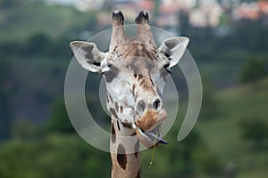 Rothschild's giraffe (Giraffa camelopardalis rothschildi).