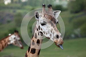 Rothschild's giraffe (Giraffa camelopardalis rothschildi).