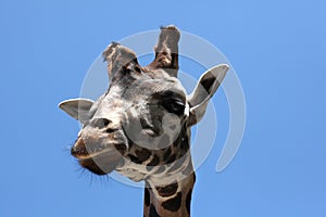 Rothschild's giraffe (Giraffa camelopardalis rothschildi).