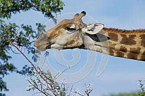 Rothschild`s Giraffe, giraffa camelopardalis rothschildi, Adult eating Acacia Tree, Kenya