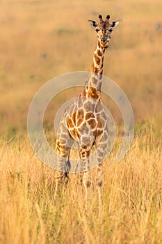 Rothschild`s giraffe  Giraffa camelopardalis rothschildi in a beautiful light at sunset, Murchison Falls National Park, Uganda.