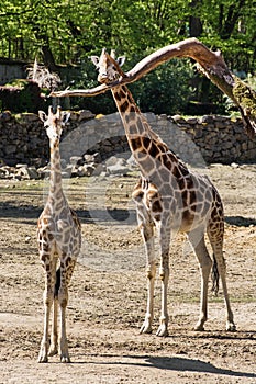 Rothschild's giraffe (Giraffa camelopardalis rothschildi) with c