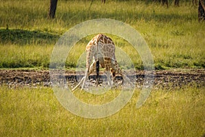 A Rothschild`s giraffe  Giraffa camelopardalis rothschildi drinking at a waterhole, Lake Mburo National Park, Uganda.