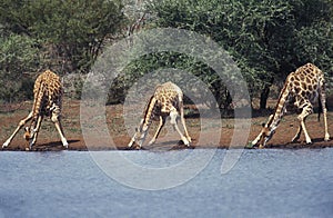 Rothschild`s Giraffe, giraffa camelopardalis rothschildi, Group Drinking at River, Kenya