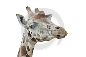 Rothschild`s Giraffe - Giraffa camelopardalis rothschildi - head portrait