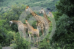 Rothschild`s Giraffe, giraffa camelopardalis rothschildi, Herd emerging from Bush, Nakuru park in Kenya