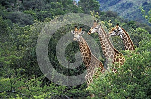 Rothschild`s Giraffe, giraffa camelopardalis rothschildi, Herd emerging from Trees, Kenya