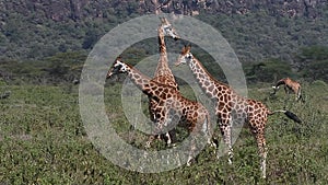 Rothschild`s Giraffe, giraffa camelopardalis rothschildi, Herd walking through Savanna, Nakuru Park in Kenya,