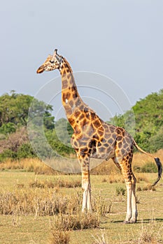 Rothschild`s giraffe  Giraffa camelopardalis rothschildi, Murchison Falls National Park, Uganda.