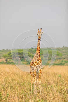 Rothschild`s giraffe  Giraffa camelopardalis rothschildi, Murchison Falls National Park, Uganda.