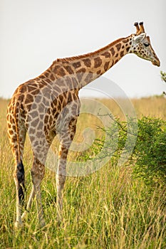 Rothschild`s giraffe  Giraffa camelopardalis rothschildi, Murchison Falls National Park, Uganda.