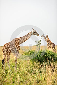 Rothschild`s giraffe Giraffa camelopardalis rothschildi, Murchison Falls National Park, Uganda.